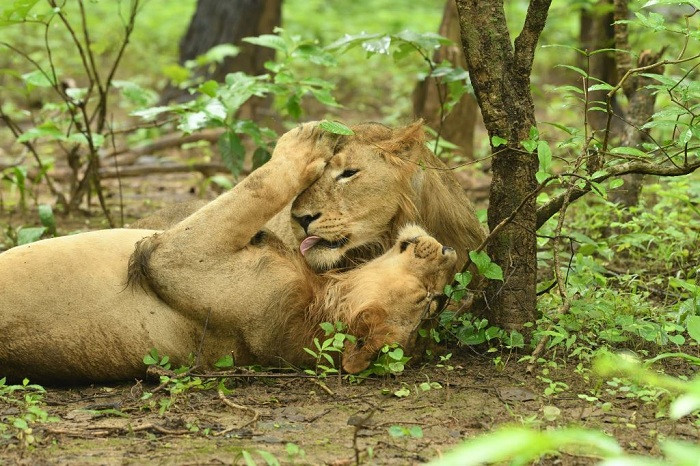 Animal Planet's 'The Lion Kingdom' showcases India's incredible fight to  save the Asiatic Lions