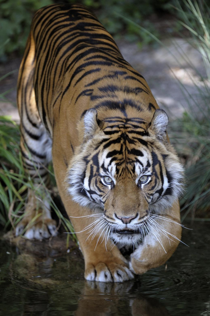 Animal Planet Celebrates India's National Animal Tiger